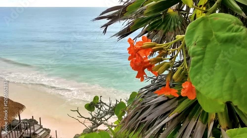 Ziricote plant tree at seascape panorama beach view Tulum ruins. photo