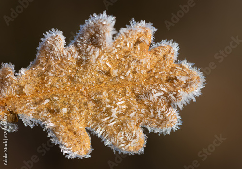 Close-up of a yellow oak leaf covered with ice crystals in winter. photo