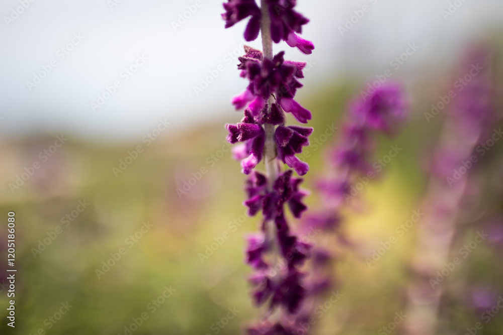 Fototapeta premium close up flower petals garden