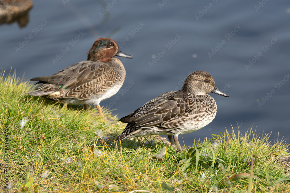 Male and female Common Teal (Anas crecca) on rocks beside the pond Male and female Common Teal (Anas crecca) on rocks beside the pond