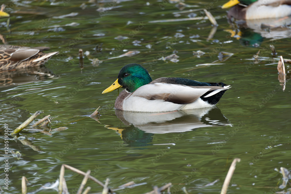 Male Mallard or Wild Duck (Anas platyrhynchos) swimming in a pond Male Mallard or Wild Duck (Anas platyrhynchos) swimming in a pond