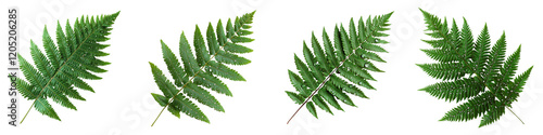 Closeup shot of vibrant green fern leaves filling the entire frame creating a lush natural and serene botanical background photo