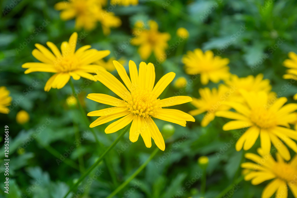 close up of yellow daisy flower in the garden close up of yellow daisy flower in the garden