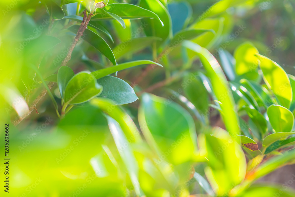 Fototapeta premium Natural plant green leaf in garden with bokeh background