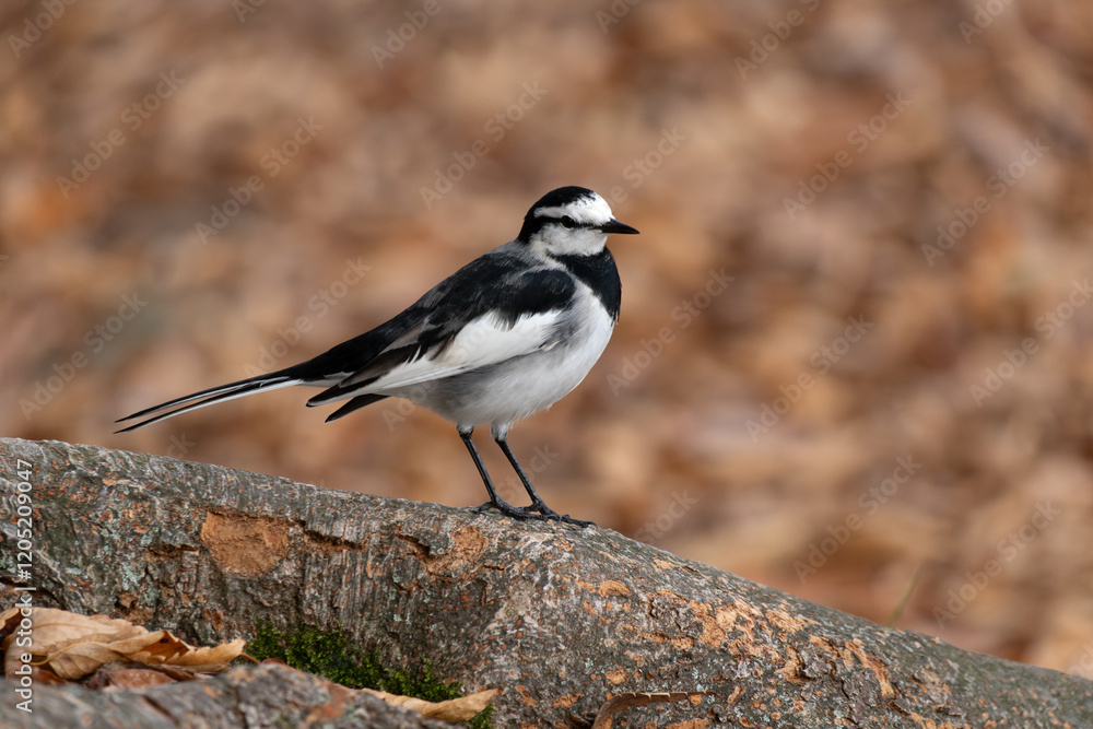 Motacilla alba lugens, known as the White Wagtail, rests on a tree trunk surrounded by fall foliage. Motacilla alba lugens, known as the White Wagtail, rests on a tree trunk surrounded by fall foliage.