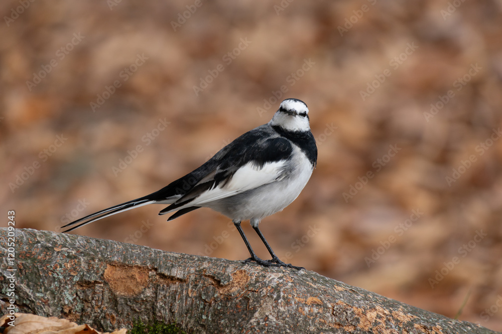 Obraz premium White Wagtail