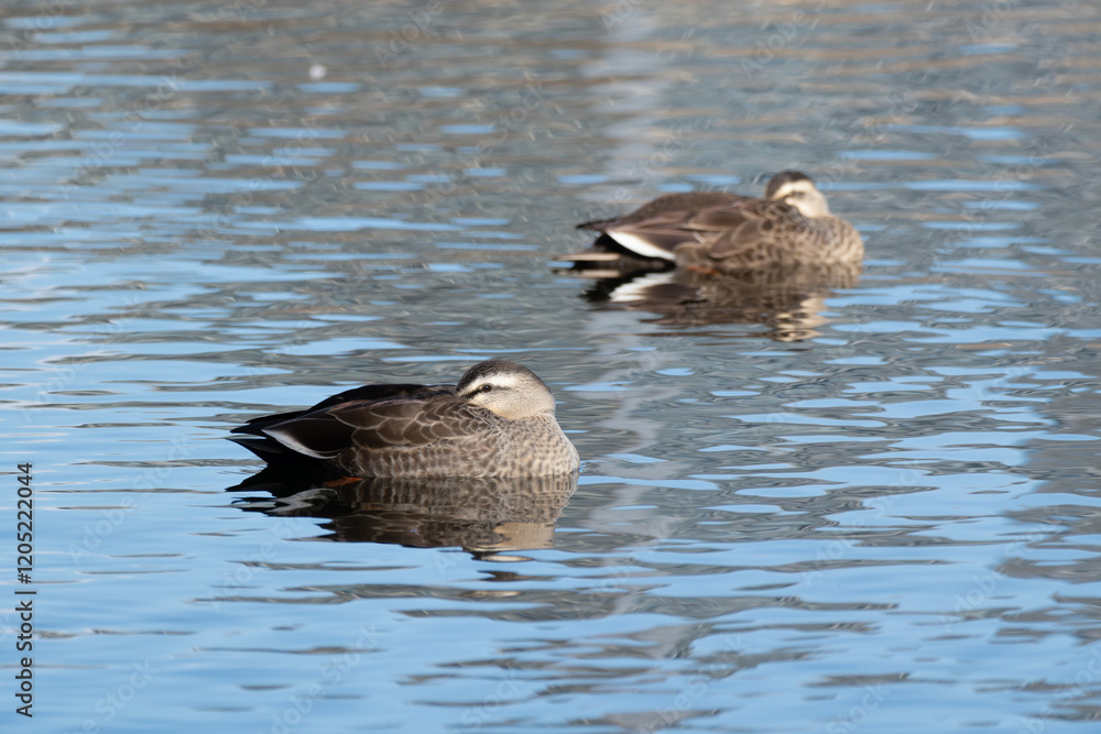The spot-billed ducks resting with their faces tucked into their backs in the pond The spot-billed ducks resting with their faces tucked into their backs in the pond