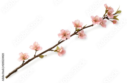 Cherry Blossoms