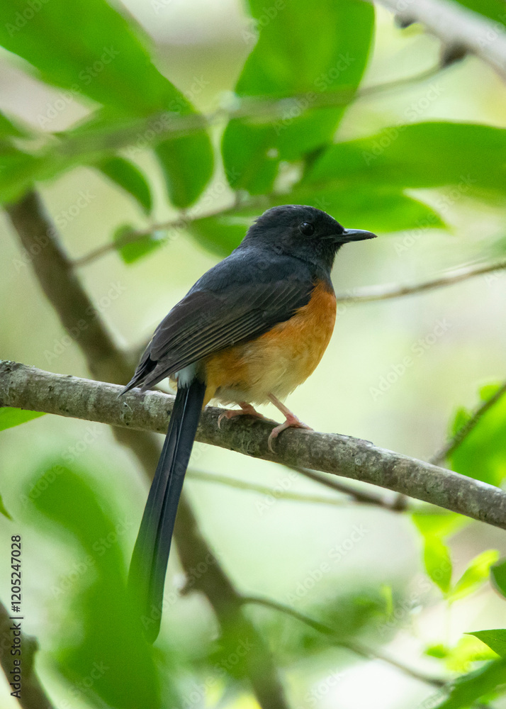 Fototapeta premium White rumped shama bird perched on a tree branch