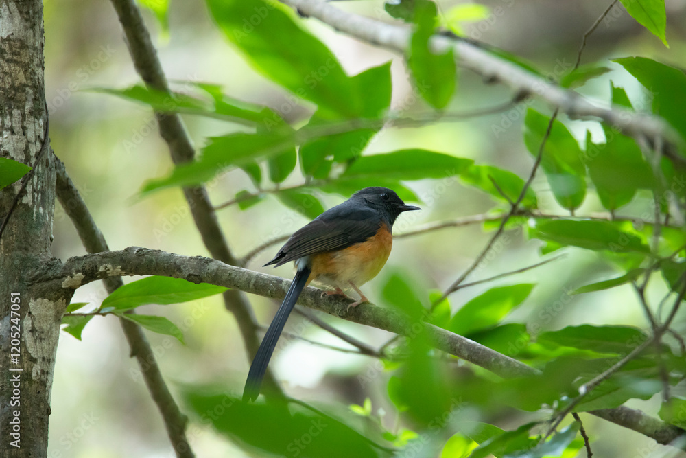 White rumped shama bird perched on a tree branch White rumped shama bird perched on a tree branch