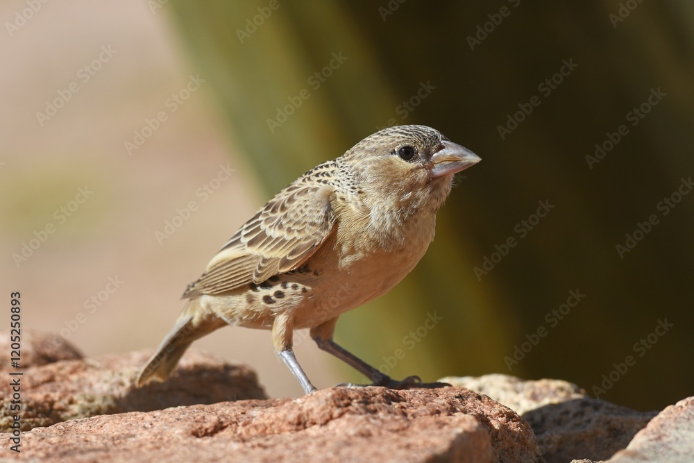 Fototapeta premium Siedelwebervogel (philetarius socius) in der Namib