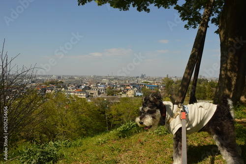 犬と高台から見た景色