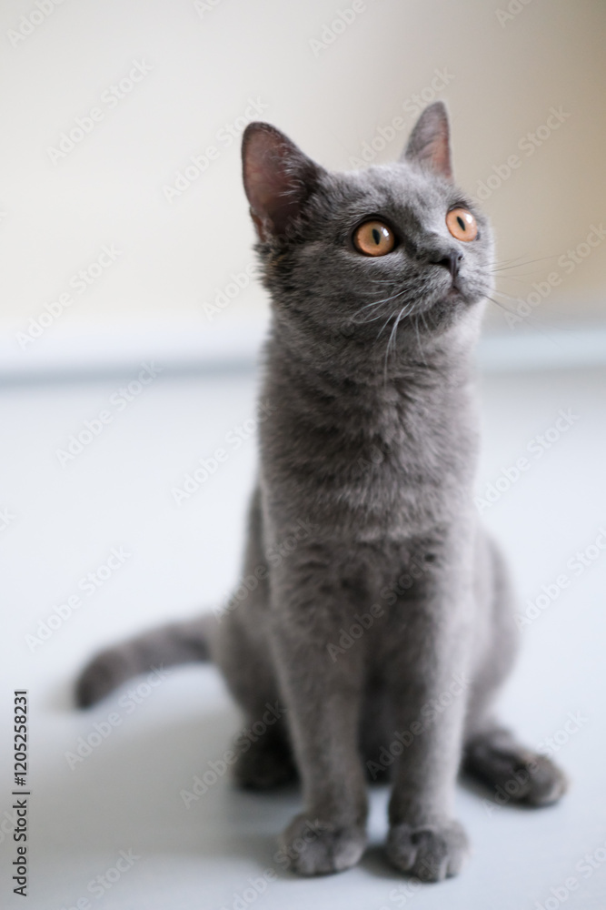 3 months old British Blue, British Shorthair cat standing on the floor, looking around 3 months old British Blue, British Shorthair cat standing on the floor, looking around