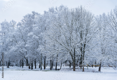 Wallpaper Mural Winter landscape of a park or square. Dense branched trees covered with snow and frost Torontodigital.ca