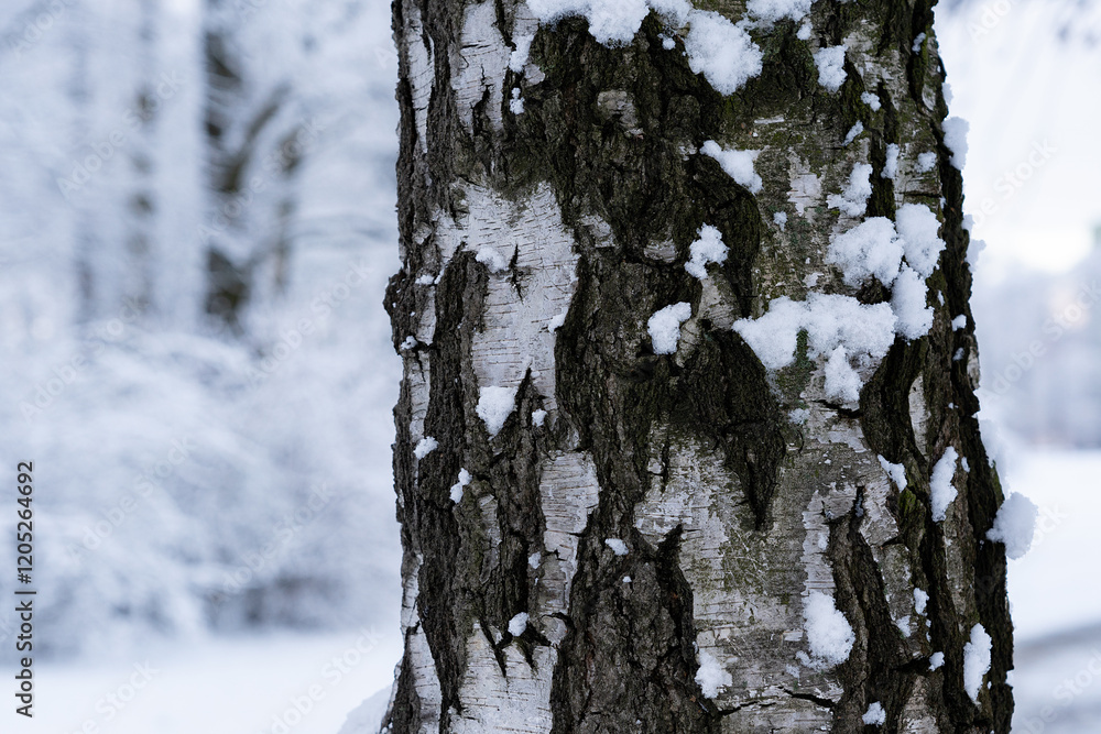 Fototapeta premium White birch trunk in focus on blurred background in winter season. Birch bark texture. Beautiful birch trunk background.