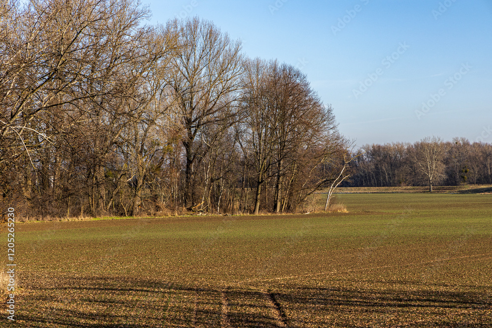 Agricultural field in early spring on a sunny day. Natural background Agricultural field in early spring on a sunny day. Natural background