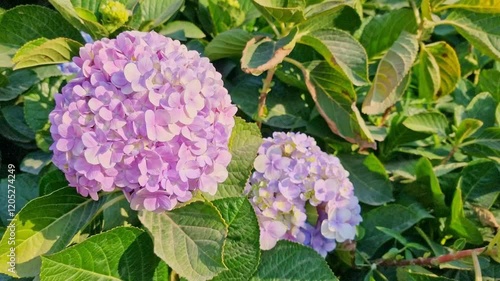 A large bouquet of beautiful pink and purple flowers is blooming and growing in a public park during Thailand's summer season