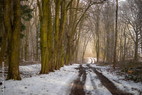Wallpaper Mural Waldweg im kalten und frostigen Winter bei Nebel Torontodigital.ca