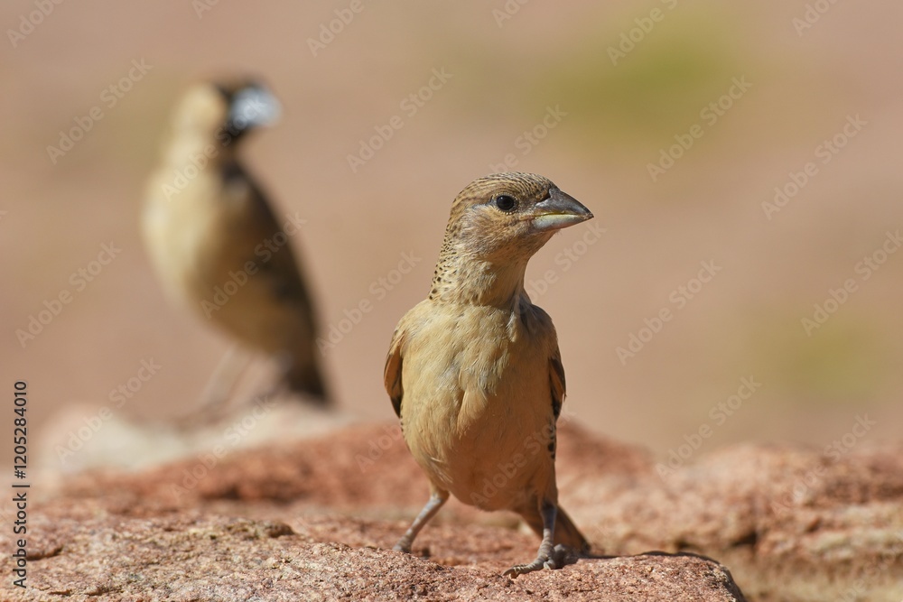 Fototapeta premium Siedelwebervögel (Philetarius socius) in der Wüste Namib