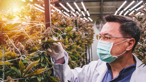 A male scientist wearing face mask and gloves examining the cannabis plant at the indoor farm.