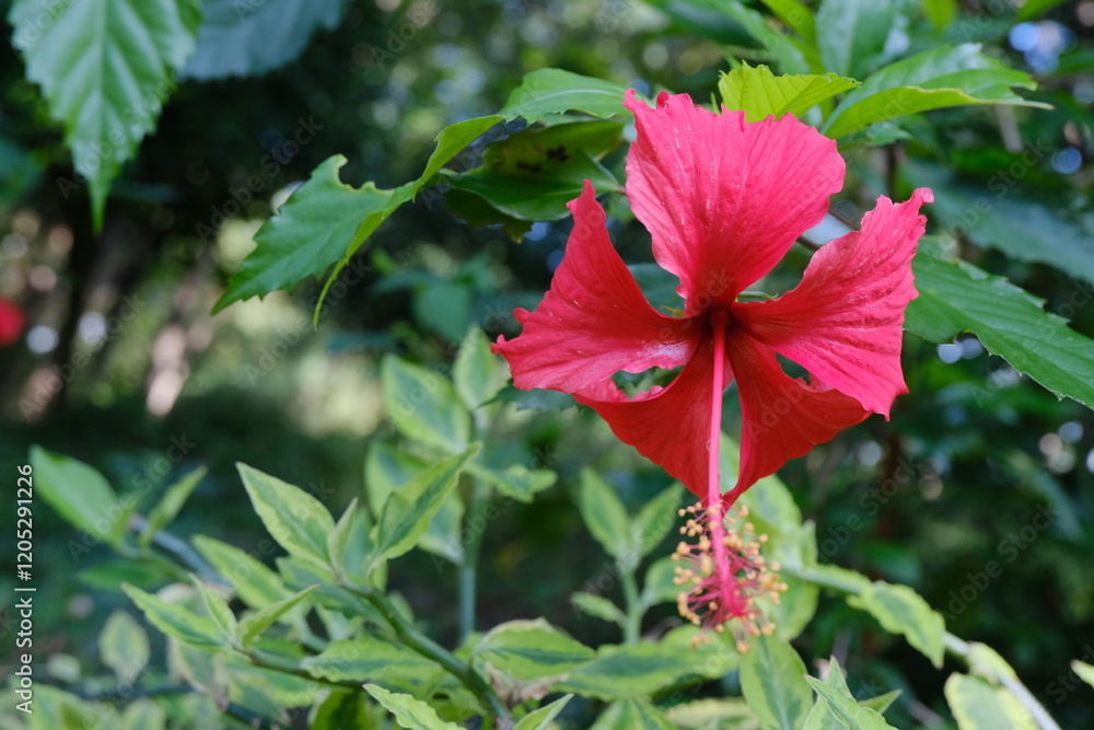 Vibrant Red Hibiscus Flower in Lush Greenery, Perfect for Nature-Themed Mockups Vibrant Red Hibiscus Flower in Lush Greenery, Perfect for Nature-Themed Mockups