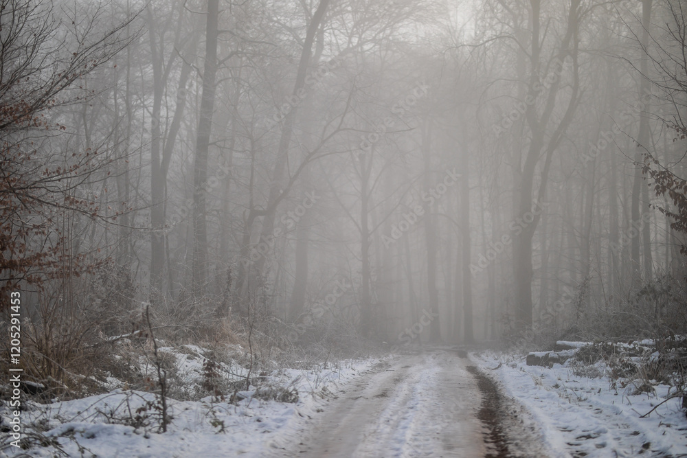 Obraz premium Waldweg im kalten und frostigen Winter bei Nebel