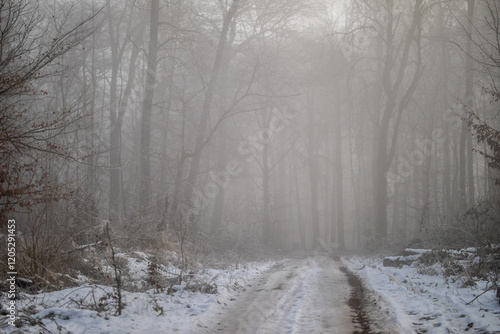 Waldweg im kalten und frostigen Winter bei Nebel photo