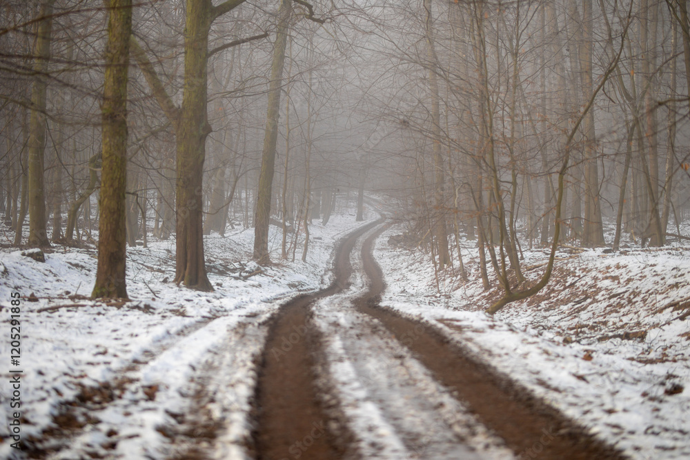 Waldweg im kalten und frostigen Winter bei Nebel Waldweg im kalten und frostigen Winter bei Nebel