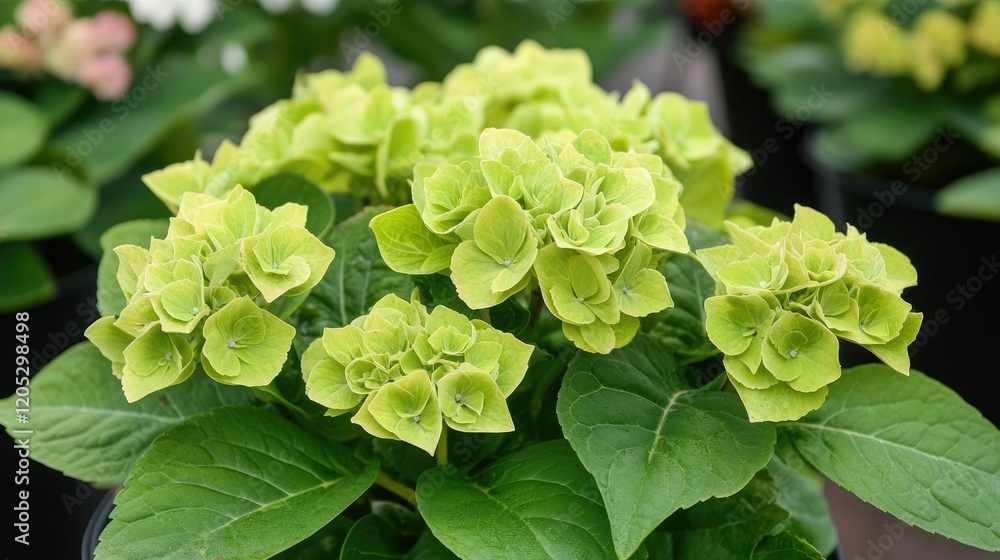 Close-up of healthy green hydrangea seedlings in pots inside a state-of-the-art greenhouse designed for sustainable floriculture. Close-up of healthy green hydrangea seedlings in pots inside a state-of-the-art greenhouse designed for sustainable floriculture.