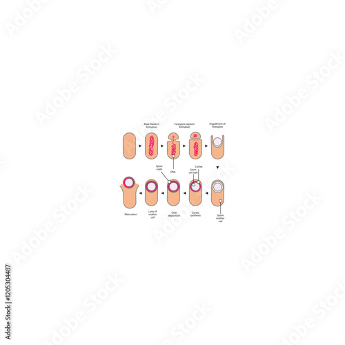 Diagram of stages of endospore formation - Septum, cortex, coat formation and lysis - simple schematic microbiology illustration.