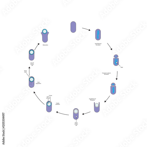 Diagram of stages of endospore formation - Septum, cortex, coat formation and lysis - simple schematic microbiology illustration.