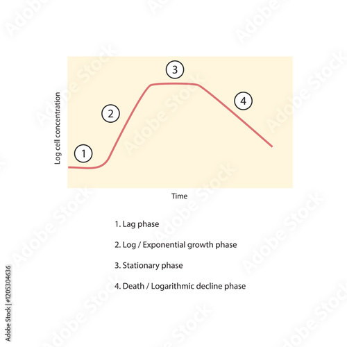 Diagram of bacterial growth curve - lag, log, stationary and death phase - simple schematic illustration.