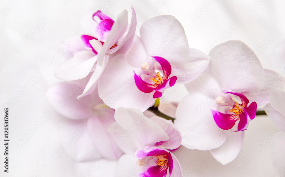 The branch of white orchids on white fabric background
The branch of white orchids on white fabric background