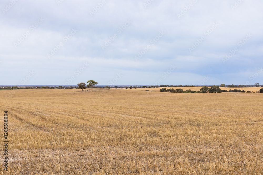 Obraz premium Field off road