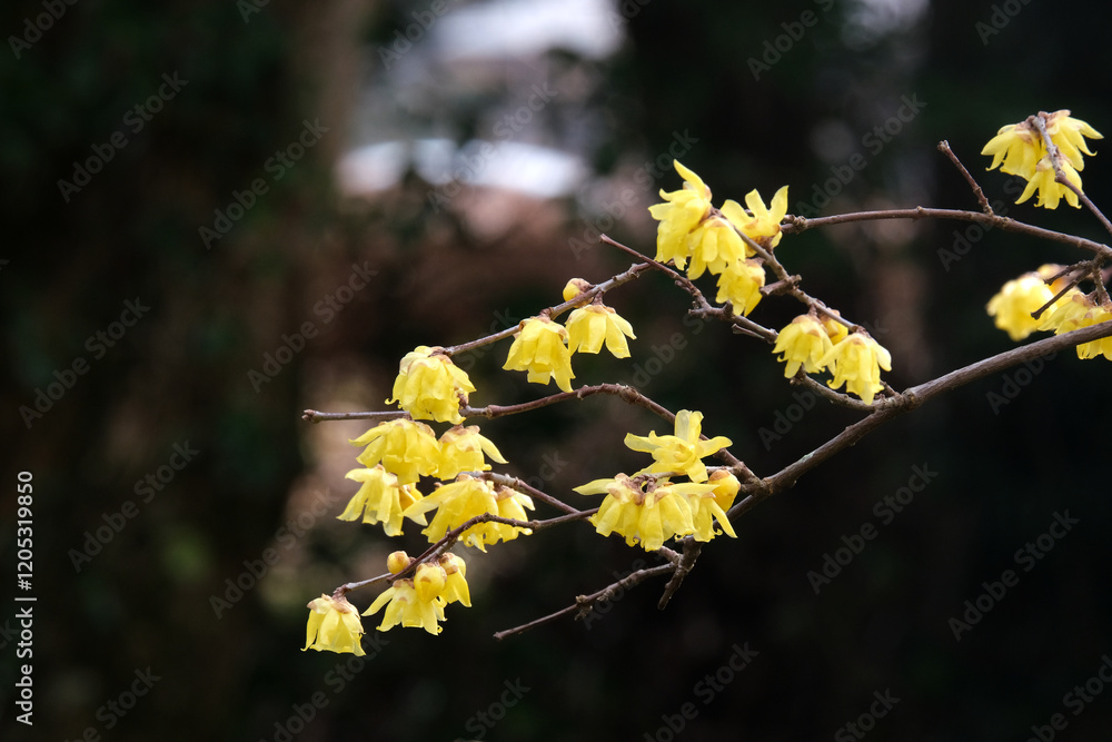 冬の日に香るロウバイの花