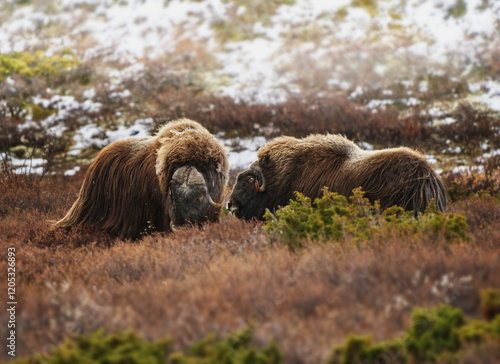 Northern muskox in natural winter habitat with snow mountains, Dovrefjell park photo