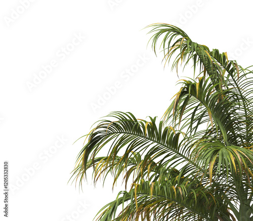 Tropical palm tree leaves isolated on transparent background. palm tree Leaves PNG. Barbel palm tree with a slender and feathery green fronds PNG. transparent palm tree PNG. Acanthophoenix rubra Plant photo