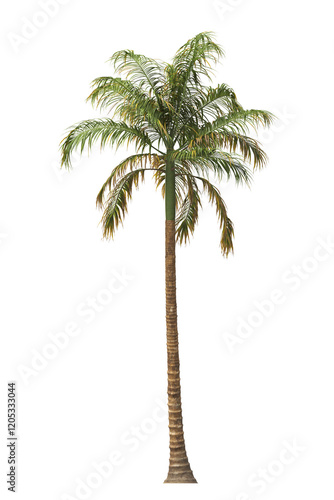 Tropical palm tree isolated on transparent background. single tall Barbel palm tree PNG with a slender, textured trunk and feathery green fronds. acanthophoenix rubra tree. palm tree leaves PNG. photo