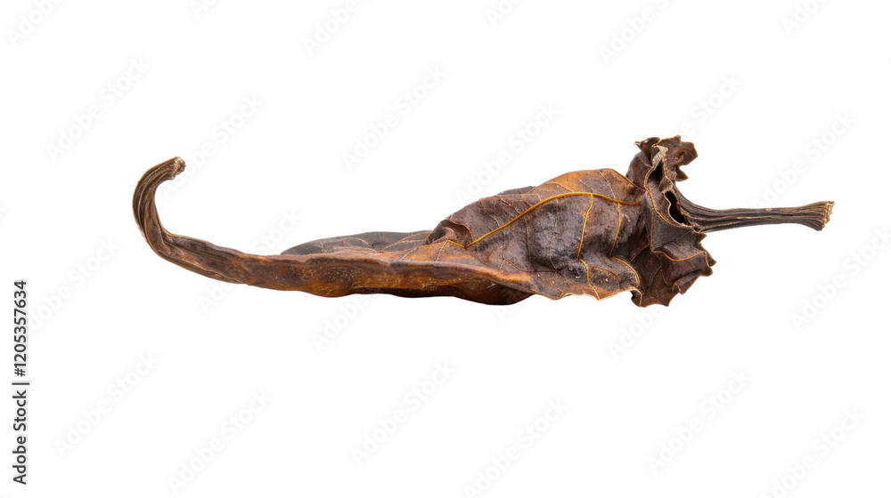 Obraz premium Dried chili pepper on transparent background