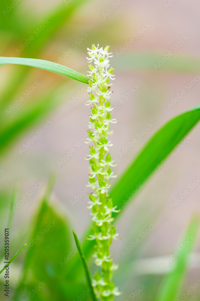 Naklejka premium 至仏山のオゼソウ