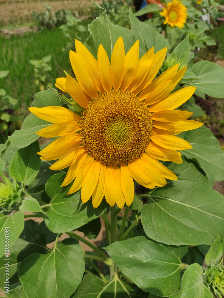 sunflower in the garden