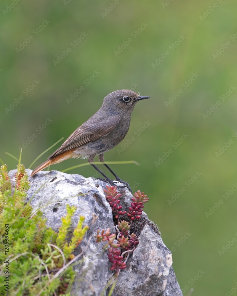Black Redstart perched on a mountain rock with alpine flowers Black Redstart perched on a mountain rock with alpine flowers