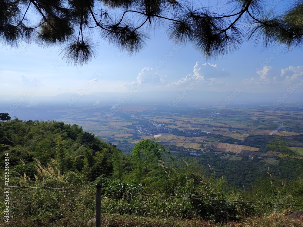 Fototapeta premium trees on the mountain view