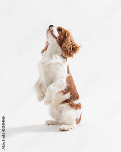 adorable cavalier king charles spaniel dog standing on two legs