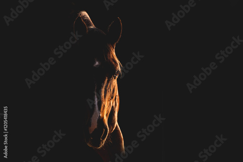 Photos horse equine artwork fine art matte black low key light animal