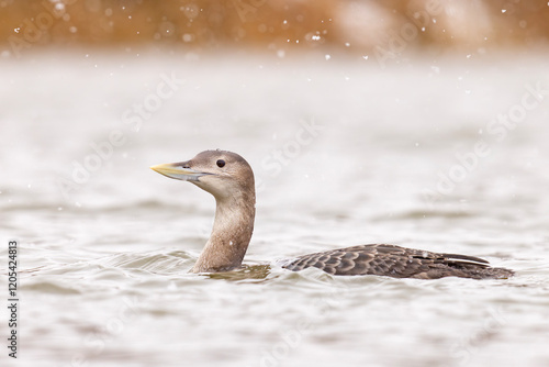 Nur białodzioby (Gavia adamsii) photo