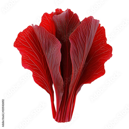 Harvesting fresh red leaf lettuce local farm food photography outdoor setting close-up healthy eating