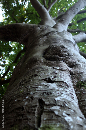 Beech tree