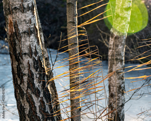 old reed leaves in backlight, reeds in the wind like motley flags, winter photo