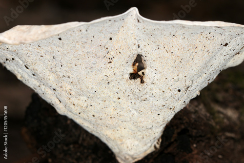 暗い朽木と堆積土を背景に白いタマチョレイタケ科キノコの裏ヒダ構造（自然環境下＋ストロボマクロ） photo